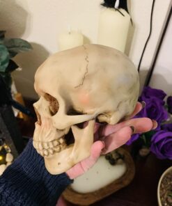 Grinning Highly Realistic Replica Human Skull Statue Home Décor 6.5x4.25x4.6" 40 61tA2iKGdjL