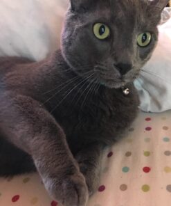 Petmate Aspen Pet Breakaway Fashion Collar, 3/8" x 8-12", Sub Geo Blue 3/8" x 8-12" 33 61tGdP1I73L