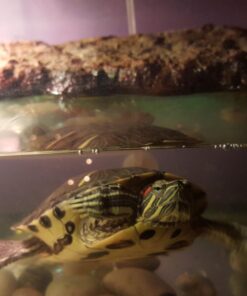 Gulfstream Tropical AGU030SM Mag-Float Glass Aquarium Cleaner, Small 18 61tLBWXZowL