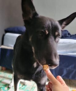 Zesty Paws Multivitamin Treats for Dogs - Glucosamine Chondroitin for Joint Support + Digestive Enzymes & Probiotics - Grain Free Dog Vitamin for Skin & Coat + Immune Health - Chicken Flavor - 90ct 90 Count (Pack of 1) 38 61tLl5UjpSL 2