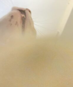 Pet MD Topical Wipes for Cleansing - with Aloe for Cats and Dogs - 50 Count 49 61tMK7zSw6L