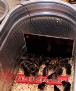 Cozy Products CL Cozy Safe Chicken Coop Heater 200 Watts Safer Than Brooder Lamps, One Size, Black 20 61tRNkkR5lL