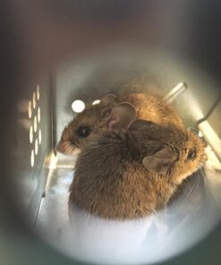 Ketch-All Mousetrap w/ Clear Lid 26 61tZMtTAsxL