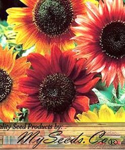 BIG PACK - (1,000+) SUNFLOWER Sunny Sun Flower CRAZY MIX flower Seeds - Non-GMO 22 61teVepcDkL