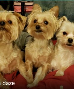 K9 Advantix II Small Dog Vet-Recommended Flea, Tick & Mosquito Treatment & Prevention | Dogs 4-10 lbs. | 6-Mo Supply 6 Pack Small Dog only 22 61tlWJonIWL