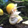 Golden Mystery Snail - 1/2"-2" - Algae Eater for Aquariums 20 61tmcvavrwL