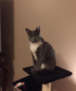 Purina ONE Natural, Low Fat, Weight Control, Indoor Dry Cat Food, +Plus Indoor Advantage - 7 lb. Bag Turkey 7.00 Pound (Pack of 1) 23 61tpkR3FaiL