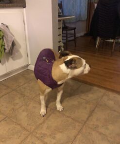 Kurgo Loft Dog Jacket, Reversible Dog Coat, Wear with Harness or Sweater, Water Resistant, Reflective, Winter Coat For Medium Dogs (Deep Violet, M) Deep Violet/Charcoal 47 61tzOX5O03L