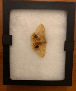 SE Glass Top Display Box - JT925 6-¼” x 5-¼” x ¾" 24 61uC7umbayL