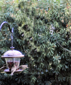 Perky-Pet 305 Holly Berry Gilded Chalet Wild Bird Feeder Gold 35 61uCiWEZGhL