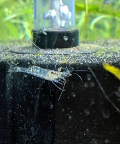 Hikari Bacto-Surge High Density Foam Filter, Large 25 61uDr0dHMpL