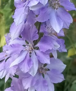 Hummingbird Nectar Wildflower Seeds Bulk Open-Pollinated Wildflower Seed Mix Packet, Non-GMO, No Fillers, Annual, Perennial Wildflower Seeds Year Round Planting - 1 oz 101 61uFp2BGKfL