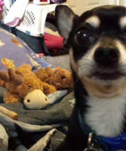 KONG - Cozie Marvin Moose - Indoor Cuddle Squeaky Plush Dog Toy - for Small Dogs Gold,brown 34 61uFyTn19 L