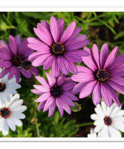 Nikon AF-S FX NIKKOR 16-35mm f/4G ED Vibration Reduction Zoom Lens with Auto Focus for Nikon DSLR Cameras Lens Only 38 61uIcj6NlLL