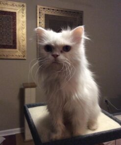 SHEBA PERFECT PORTIONS Cuts in Gravy Adult Wet Cat Food Tray, Delicate Salmon and Tender Whitefish & Tuna Entrée, Twin-Pack - 12 Count (Pack of 2) 12 Count (Pack of 2) 35 61uNvsSptpL