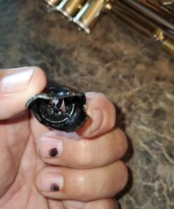 Hamilton Stands Accordion Accessory (KB950) Black 22 61uQvEQ764L