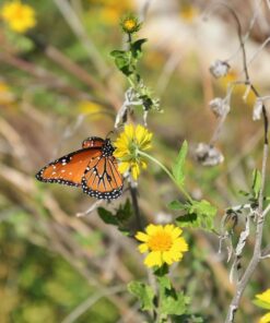 Nikon D500 DX-Format Digital SLR with 16-80mm ED VR Lens Black 93 61uRhijr0ZL