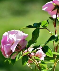 Nikon AF-S VR Micro-NIKKOR 105mm f/2.8G IF-ED Lens Lens Only 63 61uXtUwhZVL