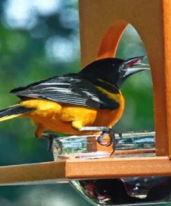 Songbird Essentials SERUBFJF Fruit and Jelly Oriole Feeder (Set of 1) 36 61uaoKHEeUL
