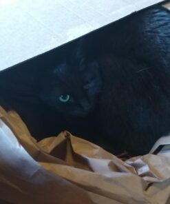 Grannick's Bitter Apple for Dogs Spray Bottle, 16 Ounces, Golds & Yellows (1116AT) 16 Ounces (Pack of 1) 40 61uby6XQu6L