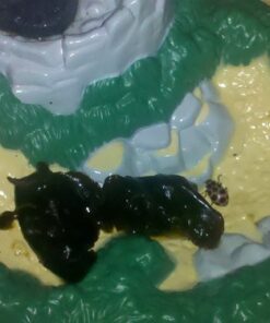 Insect Lore Live Ladybug Growing Kit Toy -unisex-children Original Ladybug Land 40 61ucLzPxY5L