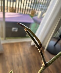 Miracle-Gro Ready-To-Use Orchid Plant Food Mist, 8 oz., Feeds Plants Instantly, 1 Pack 54 61uhRtA P L