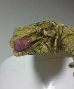 Pangea Fruit Mix Apricot Complete Crested Gecko Food 1/2 lb 14 61uivzCN1VL 1