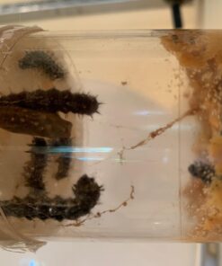 5 Live Caterpillars Shipped Now- Butterfly Kit Refill 50 61uqKjDBLL