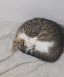 Advantage II Kitten Vet-Recommended Flea Treatment & Prevention | Cats 2-5 lbs. | 2-Month Supply 30 61usG9kDCiL