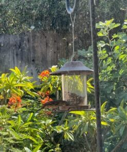 Perky-Pet 312-1SR Outdoor Panorama Wild Bird Feeder - 2 Lb Seed Capacity Brown 47 61use FbhOL