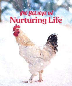 Manna Pro Chicken Supplies | Chicken Waterer Heated Base | Harris Farms Poultry Drinker | Chicken Coop Accessories Drinker Base 15 61uw7bqEaUS