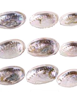 Green Abalone 3-4" | 1 piece 9 61uwVay7U0L
