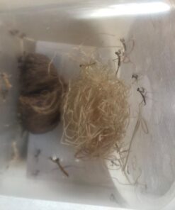 BioLogic Company, Inc. Praying Mantis Egg Cases - 2 Extra Large Cases 34 61uxfLIM9NL