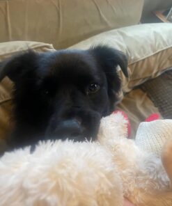 Multipet Plush Dog Toy, Lambchop, 10", White/Tan, Small 10" 42 61v7OJBZppL