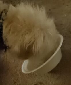 Hefty Everyday Soak-Proof Foam Bowls, 12 Ounce, 50 Count Classic 19 61vCNHkwFnL