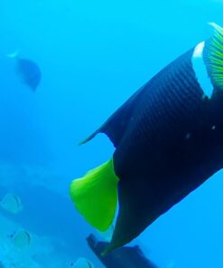 AKASO EK7000 4K30FPS 20MP Action Camera Ultra HD Underwater Camera 170 Degree Wide Angle 98FT Waterproof Camera Support External Microphone Black 38 61vCoFcraqL