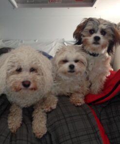 Earth Rated Leash Dispenser & 15 Dog Poop Bag Bundle Pack - Ultra-Thick Doggie Waste Bags with Holder | Lavender-Scented With Leak-Proof Security 1 Dispenser, 15 Bags 49 61vH7zRwqoL