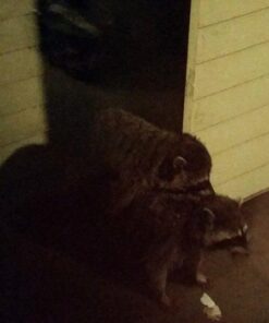 Predator Guard Solar Powered Predator Deterrent LED Light - Scares & Deters Nocturnal Animals Away, Built to Repel Coyote, Fox, Skunk, Bear, Racoon & Wild Creatures - Protect Your Property! 1 30 61vJaT D62L