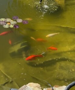 Aquascape 98949 Beneficial Bacteria Concentrate for Pond and Water Features, 1.1-Pound, white 36 61vWPNWVidL