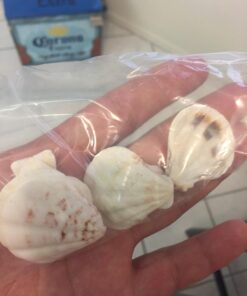 Sea Shells Mixed Beach Seashells - Various Sizes up to 2" Shells -Bag of Approx. 50 Seashells Seashells1 40 61vcbUAW0QL