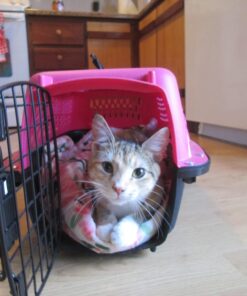 Petmate Two Door Pet Kennel for Pets up to 15 Pounds, Pink/Black, 19" Long, Made in USA Two-door 19.0"L x 13.0"W x 10.0"H 44 61vcbgPlKCL