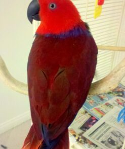 LAFEBER'S Sunny Orchard Nutri-Berries Pet Bird Food, Made with Non-GMO and Human-Grade Ingredients, for Parrots, 3 lb 3 Pound (Pack of 1) 28 61voIKX80LL