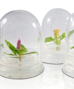 BLOOMIFY Celosia Flower Terrarium, Zero Care, Cockscomb, 4" Jar 24 61voLkWMuL