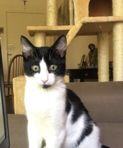 Instinct Limited Ingredient Diet Grain Free Real Turkey Recipe Natural Wet Canned Cat Food by Nature's Variety, 3 oz. Cans (Case of 24) 3 Ounce (Pack of 24) 27 61vwNAhy4UL