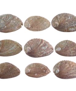 Alternative view of Green Abalone 3-4" | 1 piece