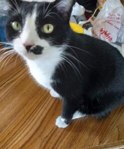 Hill's Science Diet Dry Cat Food, Adult, Sensitive Stomach & Skin, Chicken & Rice Recipe, 3.5 lb. Bag 3.5 Pound (Pack of 1) 39 61w0ShDcYKL