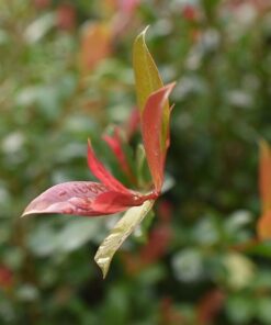 Nikon AF-S NIKKOR 35mm f/1.8G ED Fixed Zoom Lens with Auto Focus for Nikon DSLR Cameras Lens Only Standard Packaging 64 61w2DJSuv9L