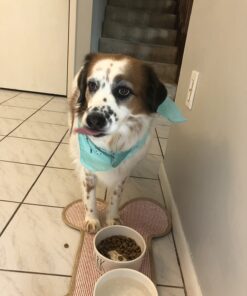 VETRISCIENCE Perio Support Teeth Cleaning Dental Powder for Dogs and Cats, Up to 192 Servings – Clinically Proven to Reduce Plaque and Tartar Perio Powder 24 61w3oOzkbsL