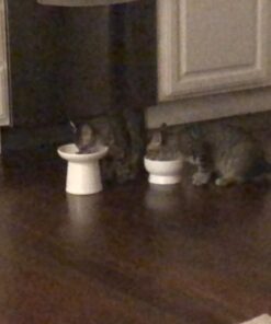 Necoichi Raised Cat Water Bowl, Elevated, with Measurement Lines, Dishwasher and Microwave Safe (Cat, Regular) 47 61wAFneF0bL