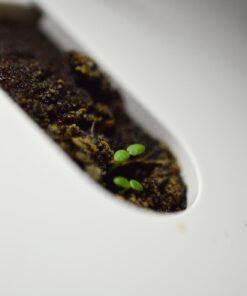 Click and Grow SGR24x3 Smart Garden Wild Strawberry Plant Pods, 3-Pack 37 61wFtAp2kcL